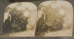 A stereograph of a loaded grapefruit tree.