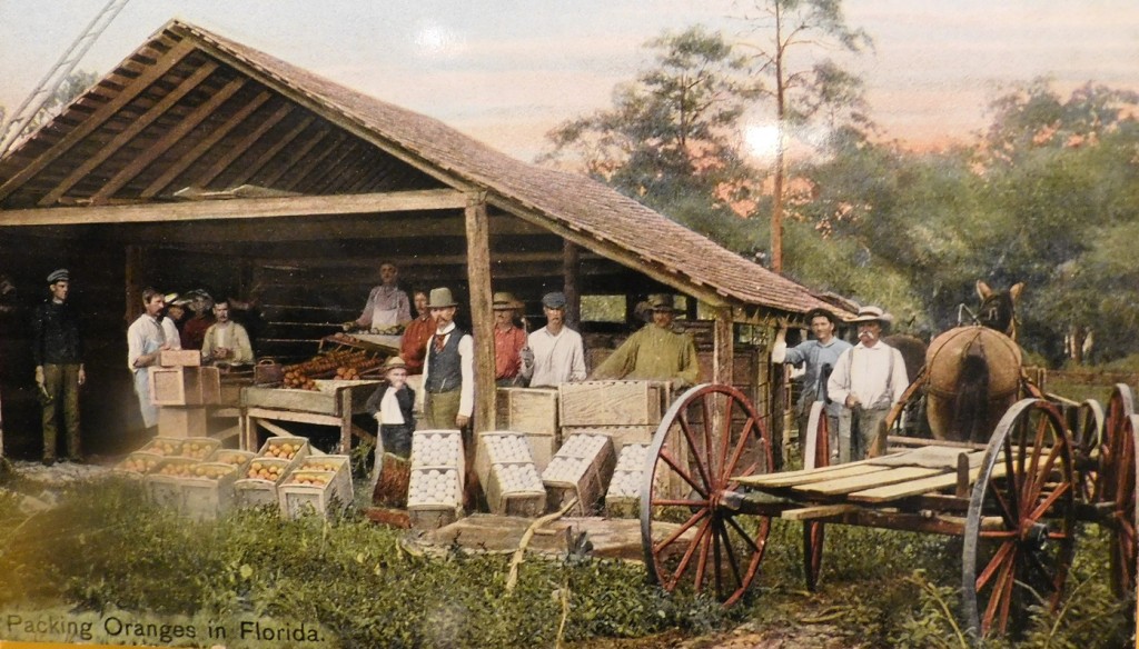 A postcard reproduction of a citrus packing house from the turn of the centurt Photo from Florida Historical Postcard Collection, Matheson Museum)