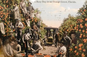 Busy day in an orange grove. Matheson Museums Florida Historical Postcard Collection)
